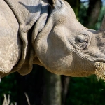 Great Rhino Megaways - исполнение мечтаний об удаче