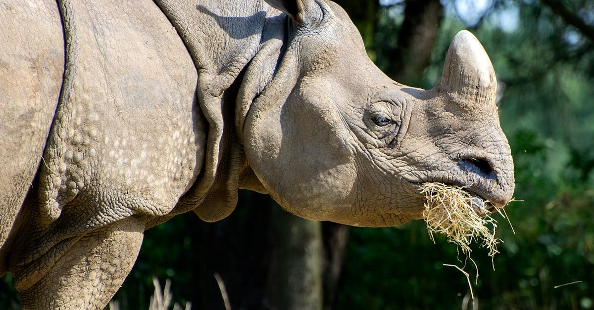 Great Rhino Megaways - исполнение мечтаний об удаче