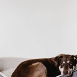 Магические возможности слота The Dog House Megaways