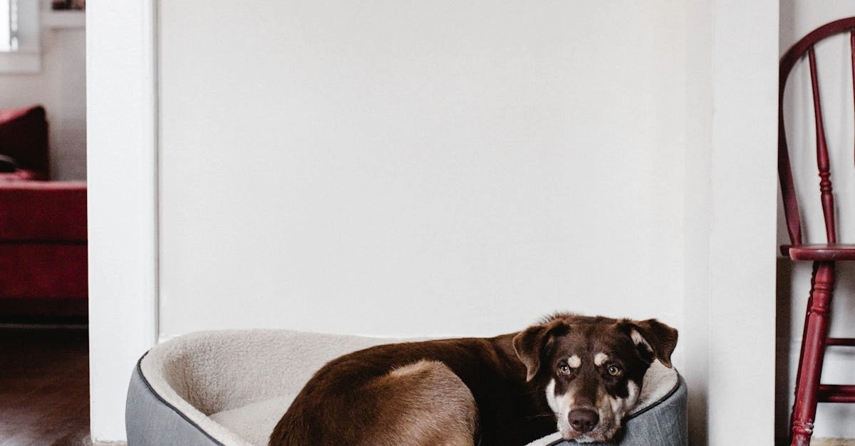 Магические возможности слота The Dog House Megaways