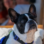 Программы лояльности казино без депозита для мечтательных игроков