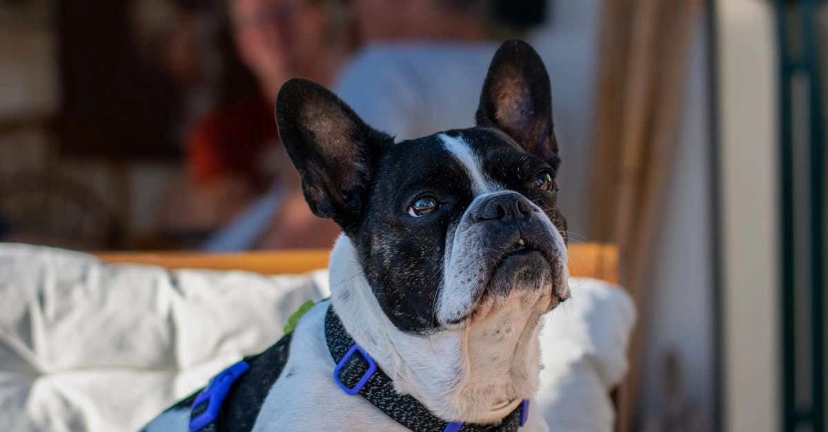 Программы лояльности казино без депозита для мечтательных игроков