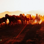 Золотые мустанги скачут по прериям - символ исполнения мечтаний